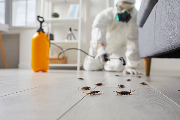Commercial Rodent Management in Dacula